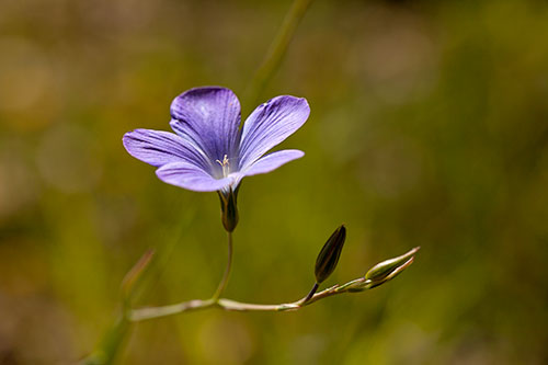Fleur de lin © Norbert Pousseur