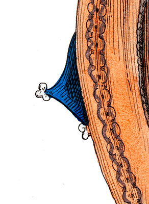 Boite à poudre d'un Mousquetaire - Gravure  reproduite puis restaurée par © Norbert Pousseur