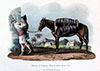 Vignette : A Madère, transport du vin clair en ville - gravure de 1821  reproduite et restaurée par © Norbert Pousseur