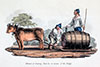 Vignette : A Madère, transport du vin avec un attelage de bœufs  - gravure de 1821  reproduite et restaurée par © Norbert Pousseur