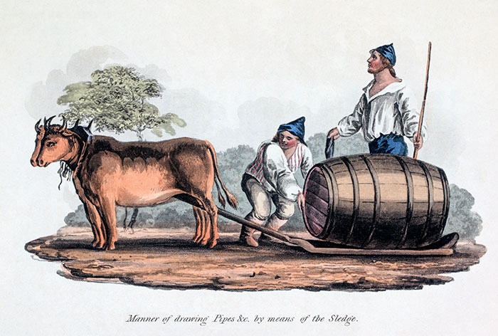 Na Madeira, transporte de vinho com uma equipa de bois - gravação de 1821 reproduzida e restaurada por © Norbert Pousseur