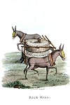 Moulin à riz tracté par des ânes - Chine en 1800 - Reproduction de gravure © Norbert Pousseur