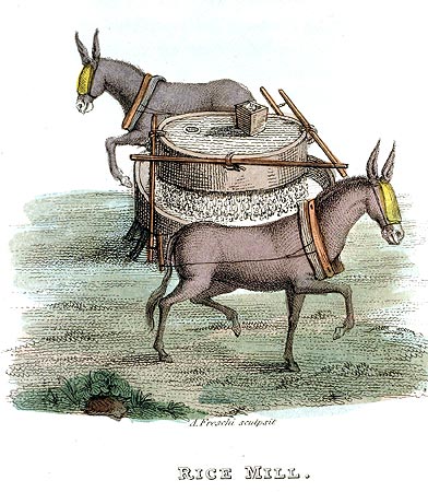 Moulin à riz tracté par des ânes - Chine en 1800 - Reproduction de gravure © Norbert Pousseur