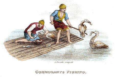 Cormorans  pêchant - Chine en 1800 - Reproduction de gravure © Norbert Pousseur