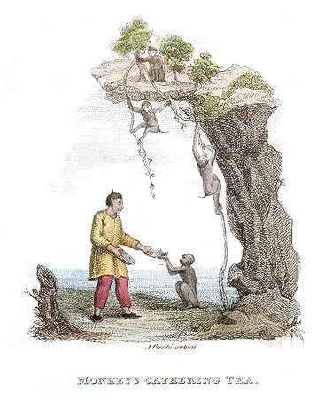 Singes se rassemblant pour recevoir de la nourriture - Chine en 1800 - Reproduction de gravure © Norbert Pousseur