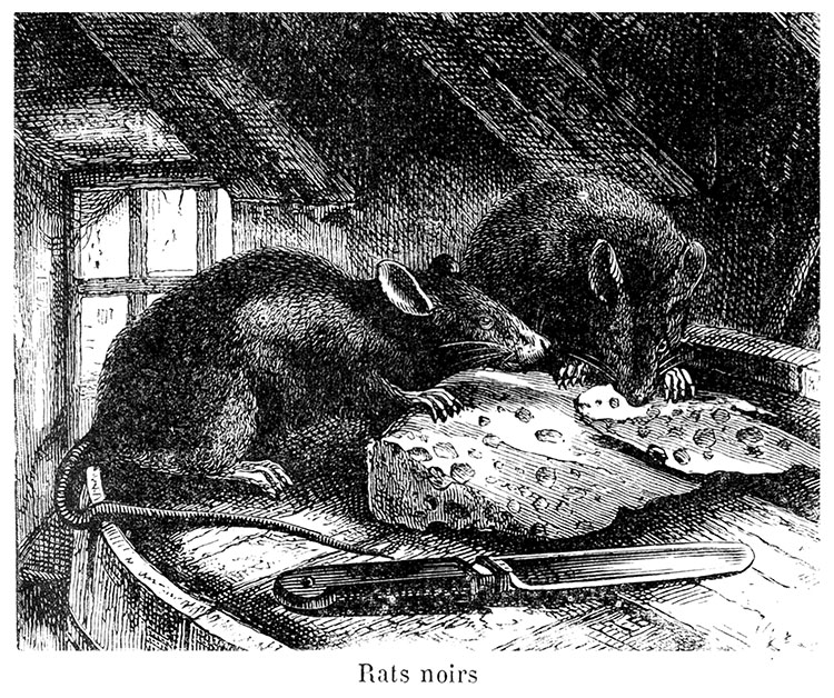 Rats noirs - Gravure reproduite puis restaurée par © Norbert Pousseur Rats noirs - Gravure reproduite puis restaurée par © Norbert Pousseur