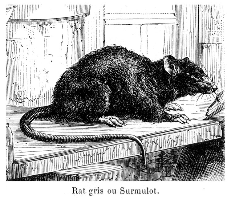 Surmulot - Gravure reproduite puis restaurée par © Norbert Pousseur Surmulot - Gravure reproduite puis restaurée par © Norbert Pousseur